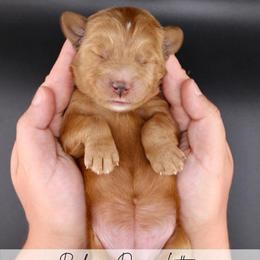 Cookie - Red  female Goldendoodle puppy in Comanche, Texas from Central Texas Doodles, LLC.