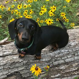 Kit Kat - Dachshund