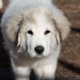 Red - White Great Pyrenees puppy in California from Painted Sky