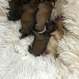French Bulldog Puppies from Ma Chérie French Bulldogs