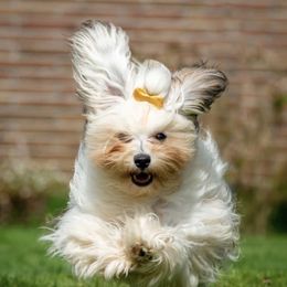 Havanese Puppies from SunWyst Havanese