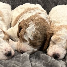 Poodle Puppies from Poodles of New England