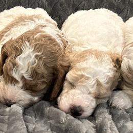Poodle Puppies from Poodles of New England