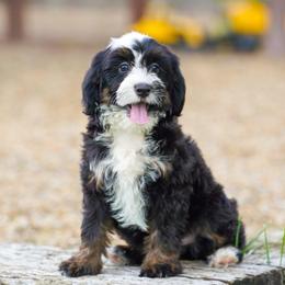 Pearl (socialization program student) - Tri-color female Bernedoodle puppy in Dundee, Ohio from Down Home Doodle