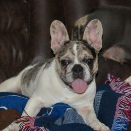 French Bulldogs from Big Rig Frenchies