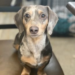 Mikey - Dachshund