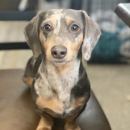 Mikey - Dachshund