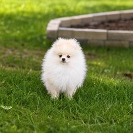 Teddy - Cream male Pomeranian puppy in Denver, Colorado from Diana's Pomeranians