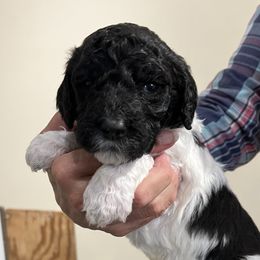 Gray collar boy - male Newfypoo puppy in Fairfield, California from Twin Sisters Doodles