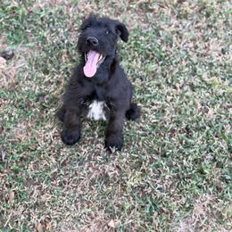Betty - Black female Giant Schnauzer puppy in Bois D’arc, Missouri from Down Low Kennels