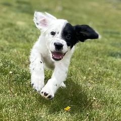 English Setter Puppies from Steens Mountain Setters
