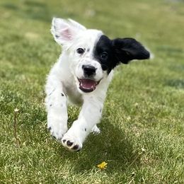 English Setter Puppies from Steens Mountain Setters