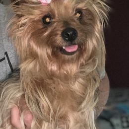 Yorkshire Terriers from Dainty Darlings