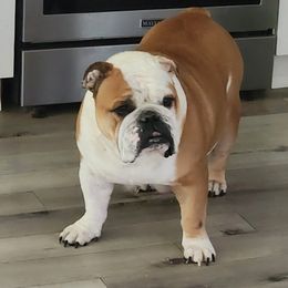 Marilyn - Red and white female Bulldog puppy in Hillsdale County, Michigan from KZ Bullies LLC