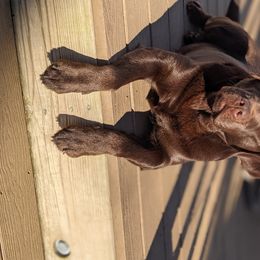 Malena (pronounced Ma-LANE-ah) - Labrador Retriever