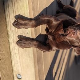 Malena (pronounced Ma-LANE-ah) - Labrador Retriever