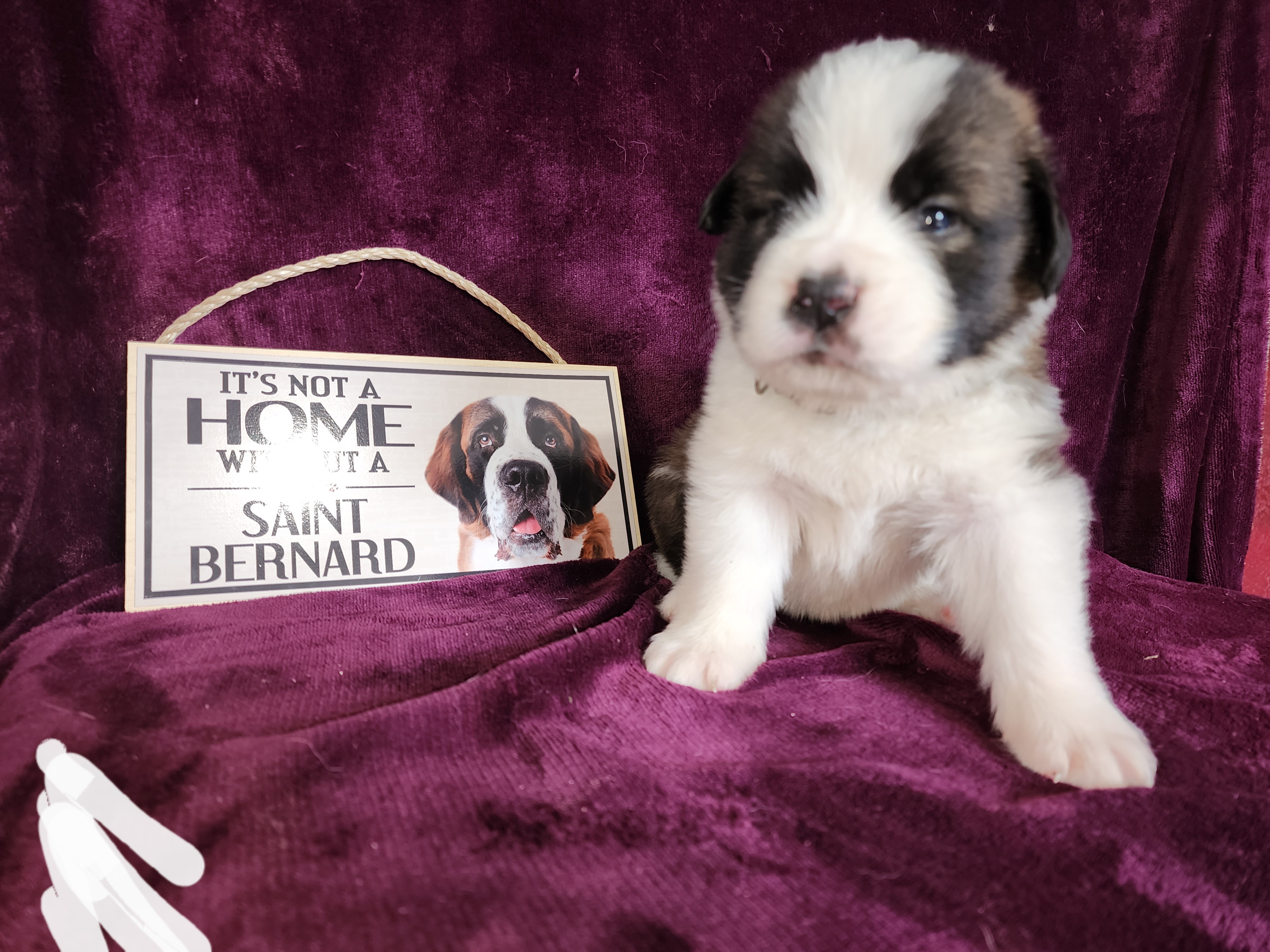 Saint Bernard Puppies from Tonya Tate's Saint Bernards