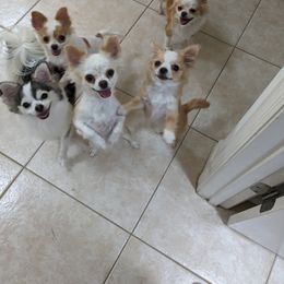 Chihuahua Puppies from Pampered Chihuahuas
