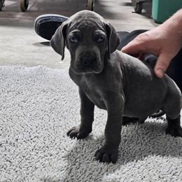 Tonka - Blue male Great Dane puppy in Garner, North Carolina from Gentle Giant Danes, LLC
