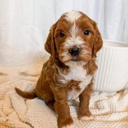 Green collar boy - Red  male Goldendoodle puppy in Newcastle, Oklahoma from Ritzy Creek Doodles