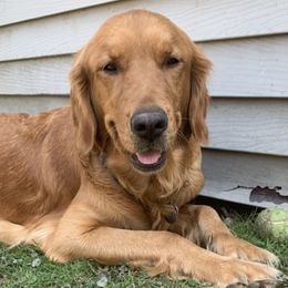 Goldendoodles and Golden Retrievers from Runway Goldens