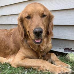 Goldendoodles and Golden Retrievers from Runway Goldens