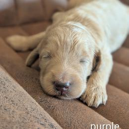 Purple - Apricot female Goldendoodle puppy in Prattville, Alabama from Jericho Junction Doodles and Poodles