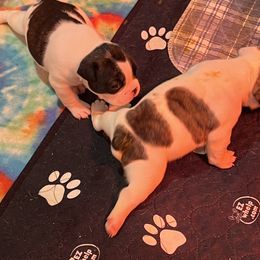 French Bulldog Puppies from Pony Rock Farm