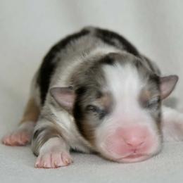 Male 2 - Blue merle male Australian Shepherd puppy in Hamilton, New Jersey from Birch Haus