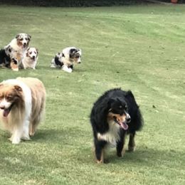 Australian Shepherds from Howell Aussies
