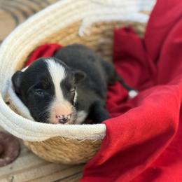 Rogue - Tri-color female Border Collie puppy in Midland, Texas from High Velocity Stockdogs