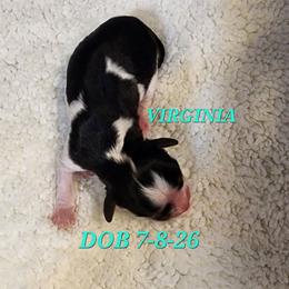 AKC VIRGINIA - Tri-color female Cavalier King Charles Spaniel puppy in Joplin, Missouri, Missouri from HOL-A-DA CAVALIERS