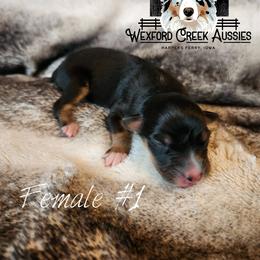 Girl 1 - female Australian Shepherd puppy in Harpers Ferry, Iowa from Wexford Creek Aussies, LLC