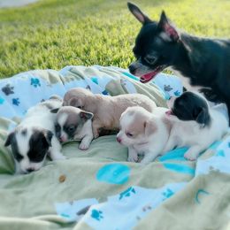 Chihuahua puppies from Marquez Chihuahuas
