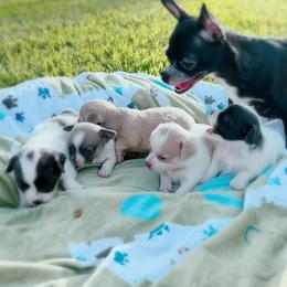 Chihuahua puppies from Marquez Chihuahuas