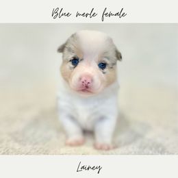Lainy - Blue female Pembroke Welsh Corgi puppy in Onalaska, Washington from Shoestring Valley Corgis