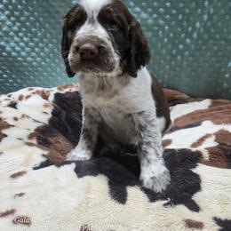 Boy 9 Fig - Red and white male English Springer Spaniel puppy in Saginaw, Michigan from Kemerer Springers