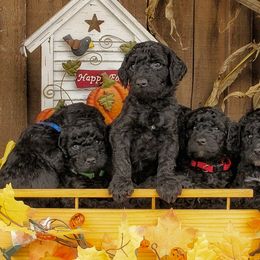 Goldendoodles from Black Oak Doodles