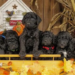 Goldendoodles from Black Oak Doodles