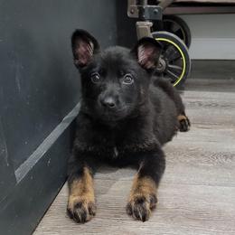 Grey Collar - Annika - Bi-color female German Shepherd puppy in Augusta, West Virginia from Cricket Hollow Canines
