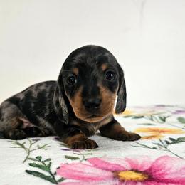 Black and tan dapple male (Green) 3208.56 - Dapple male Dachshund puppy in Belle Rive, Illinois from Akin's Miniature Dachshunds, LLC