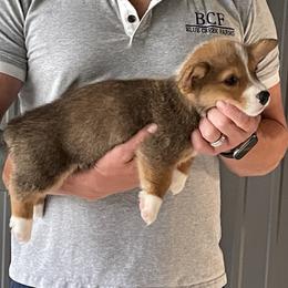 Lue Lue - Male 4 - Fawn male Pembroke Welsh Corgi puppy in Jefferson, South Carolina from Blue Creek Farms