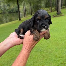 Luke - Tri-color male Cavapoo puppy in Newville, Alabama from Southeast cavapoos