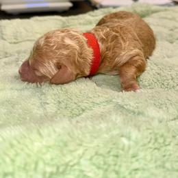 Thomas - Red  male Goldendoodle puppy in Pasadena, Texas from Toledo Creek Doodles
