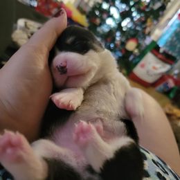 Pembroke Welsh Corgis from Optimistic Corgis