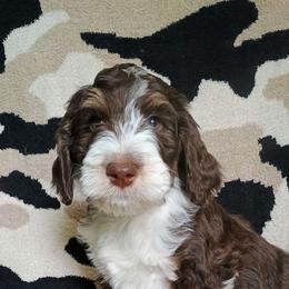 Honor - Tri-color male Bernedoodle puppy in Marion County, Ohio from Hatten Homestead Kennels