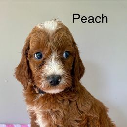 Peach - Red female Irish Doodle puppy in Bloomfield, Iowa from Schooley Doodles
