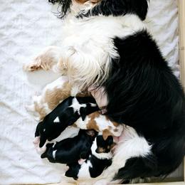 Afghan Hound and Cavalier King Charles Spaniel Puppies from Lenore's Afghan Hounds