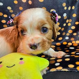 Snowflake - Blenheim female Cavalier King Charles Spaniel puppy in Kermit, West Virginia from Stonecoal Cavaliers