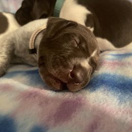 German Shorthaired Pointer and Jack Russell Terrier Puppies from Ivy Creek Kennels